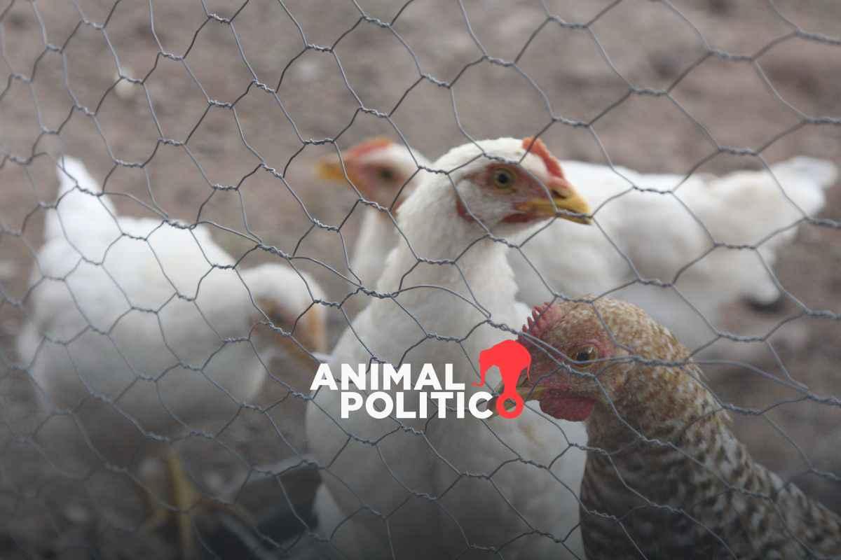 México suspende importación de productos avícolas de Brasil por influenza aviar